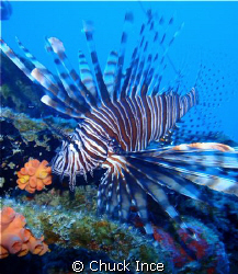 Lion Fish on a wreck off St Marten. These fish are indige... by Chuck Ince 